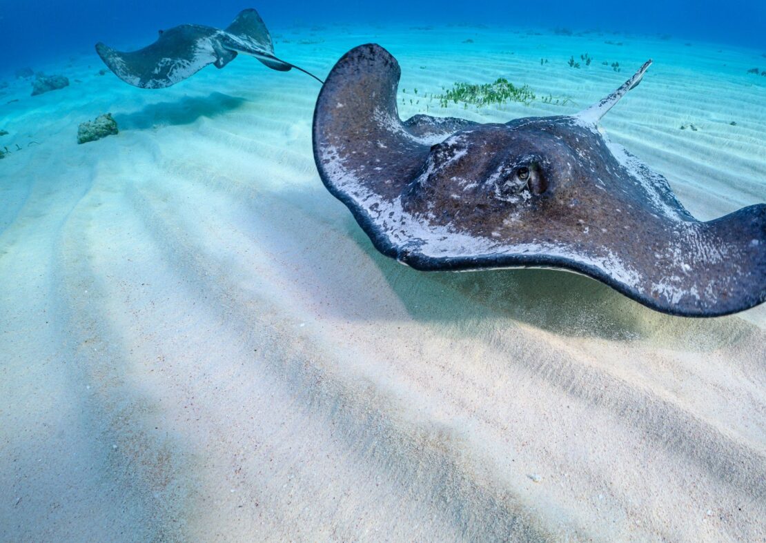 Stingray City Grand Cayman