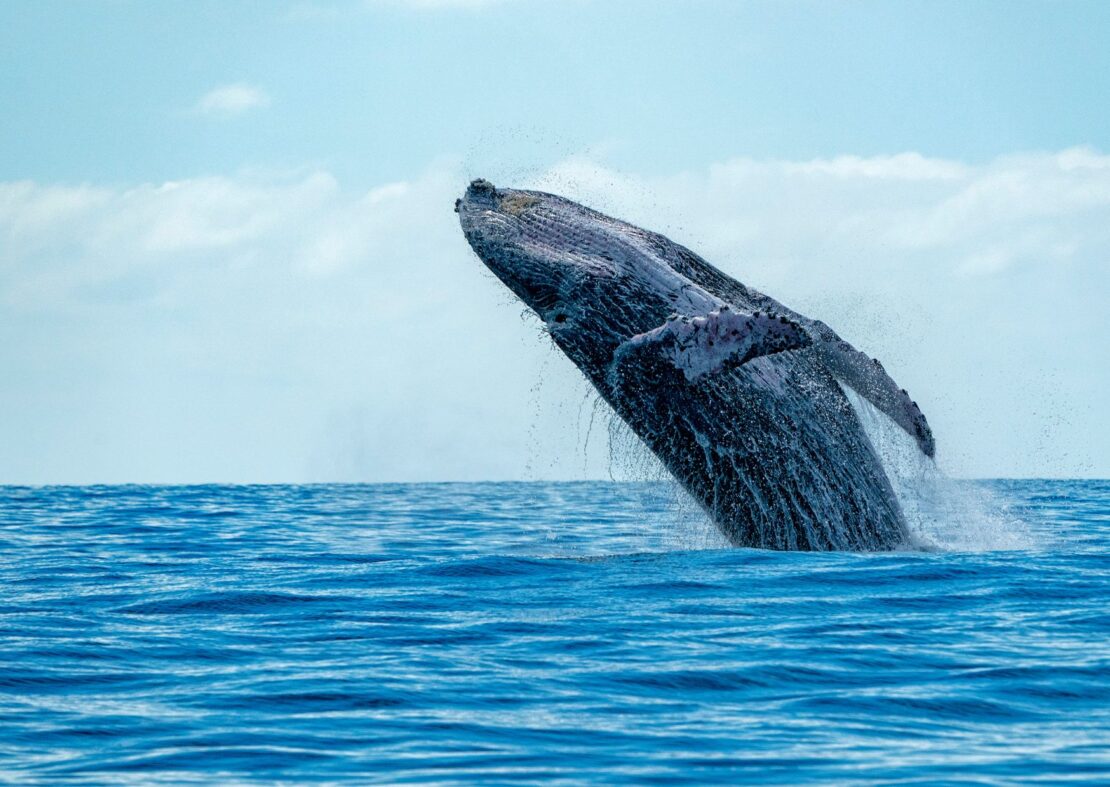 Whale Watching in Turks & Caicos: When & Where to Go