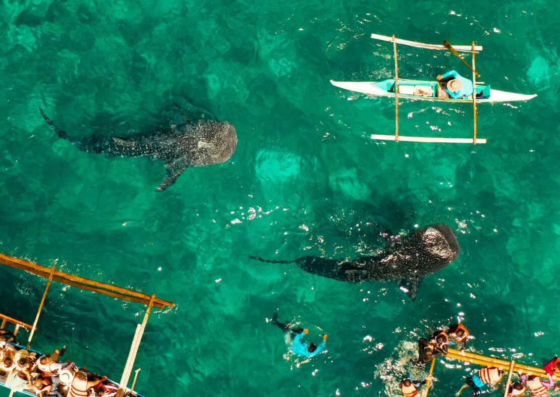 whale watching for vacation fun 