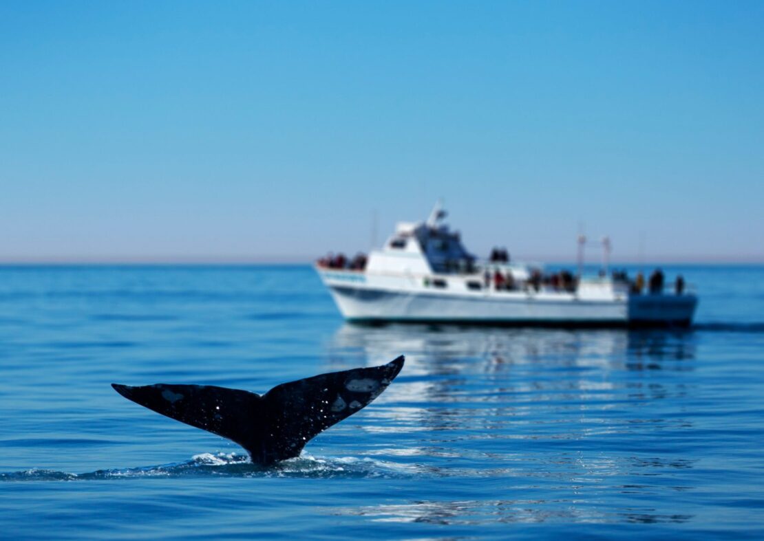 Whale Watching in Turks & Caicos