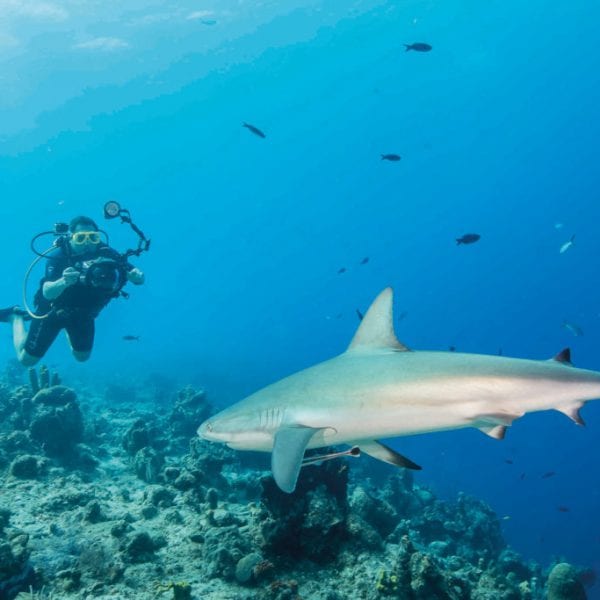 Diving in Turks and Caicos