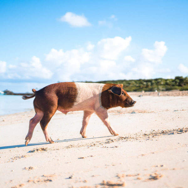 The Bahamas Travel Guide