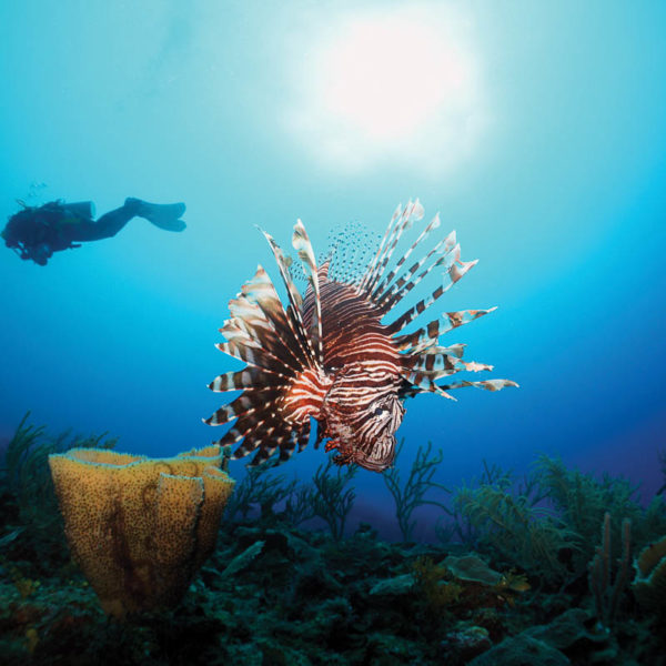 Diving in St Martin St Maarten