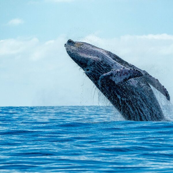 whale watching in Turks and Caicos, a family fun activity